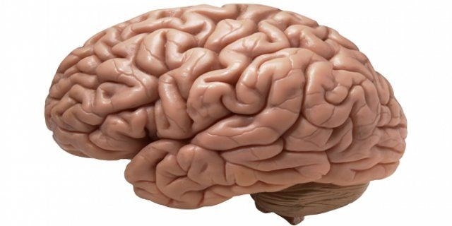Vücudun en gizemli organı: Beyin. Hakkında ne biliyorsunuz ? galerisi resim 3