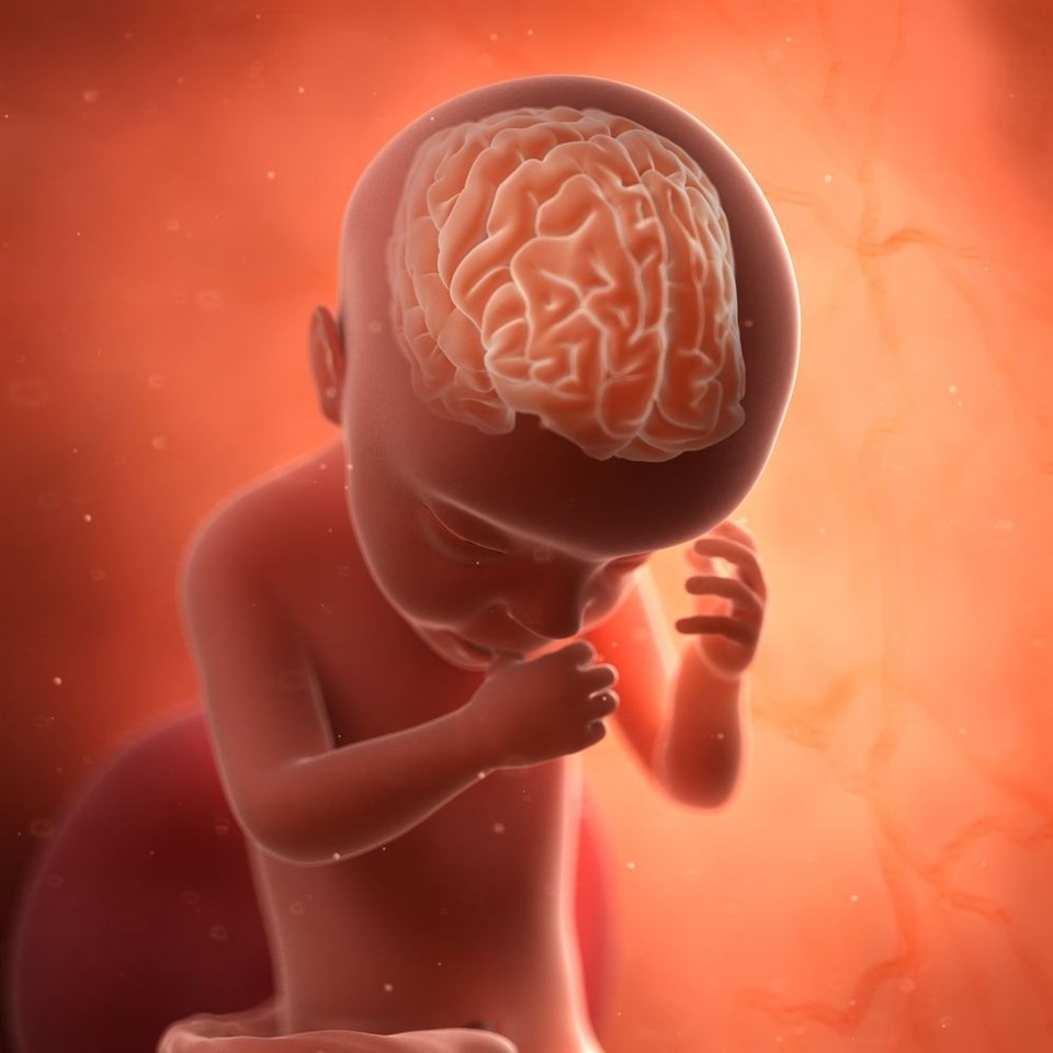 Vücudun en gizemli organı: Beyin. Hakkında ne biliyorsunuz ? galerisi resim 6