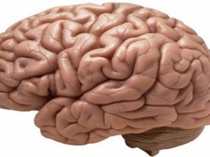 Vücudun en gizemli organı: Beyin. Hakkında ne biliyorsunuz ?