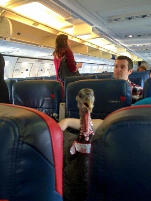 Bir yolcu uçağında karşılaşabileceğiniz en garip durumlar galerisi resim 9