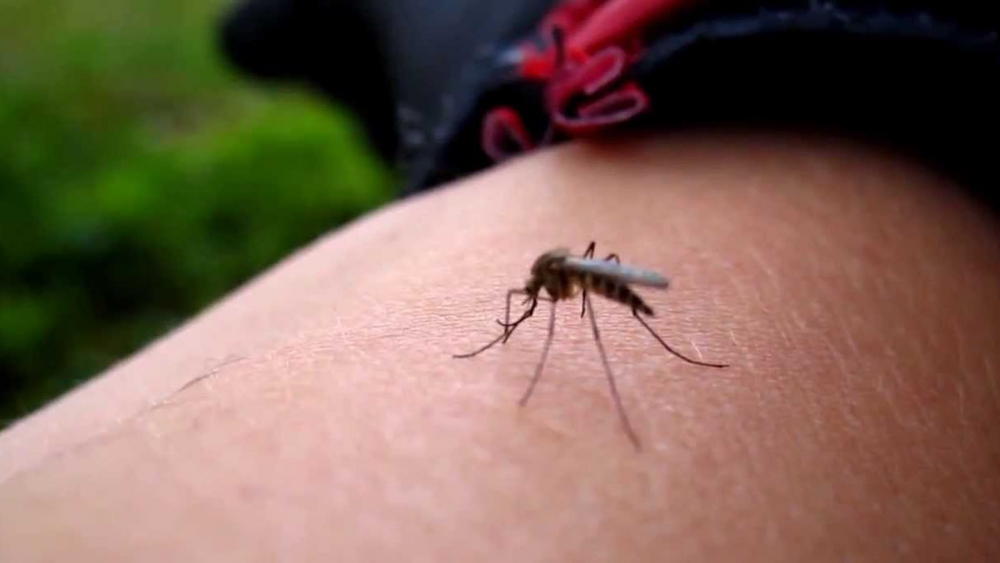 Batı Nil Virüsü: Sivrisineklerden korunmak için 6 basit yöntem galerisi resim 7