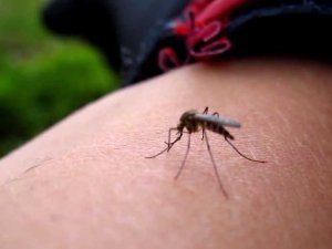Batı Nil Virüsü: Sivrisineklerden korunmak için 6 basit yöntem