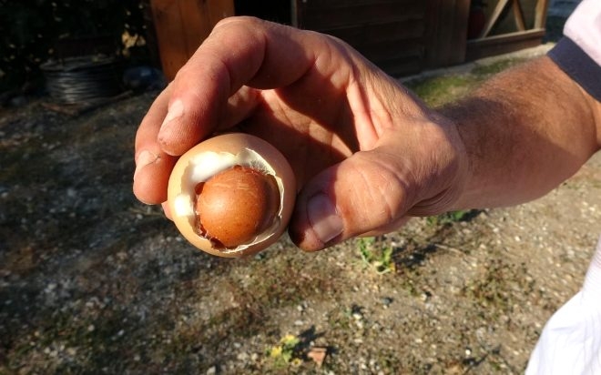 Yumurtanın içinden çıkan şeyi görenler hayrete düştü! galerisi resim 4