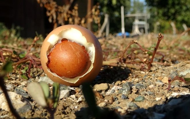 Yumurtanın içinden çıkan şeyi görenler hayrete düştü! galerisi resim 6