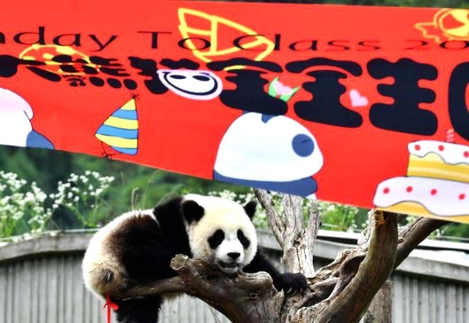 18 yaşına giren Pandaya çılgın doğum günü süprizi! galerisi resim 1