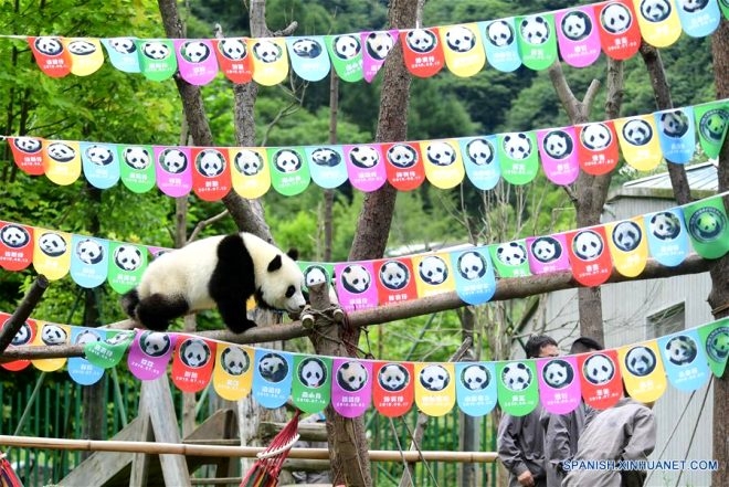 18 yaşına giren Pandaya çılgın doğum günü süprizi! galerisi resim 2