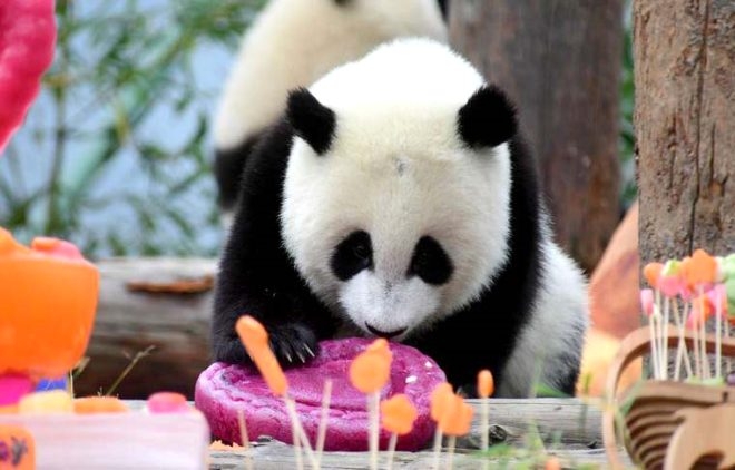 18 yaşına giren Pandaya çılgın doğum günü süprizi! galerisi resim 4