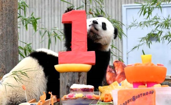 18 yaşına giren Pandaya çılgın doğum günü süprizi! galerisi resim 6