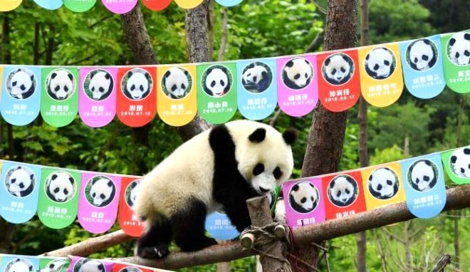 18 yaşına giren Pandaya çılgın doğum günü süprizi! galerisi resim 7