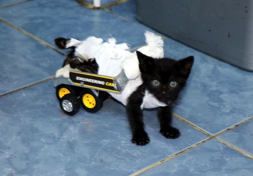 Arka bacakları tutmayan kediye oyuncak kamyondan yürüteç yapıldı galerisi resim 3