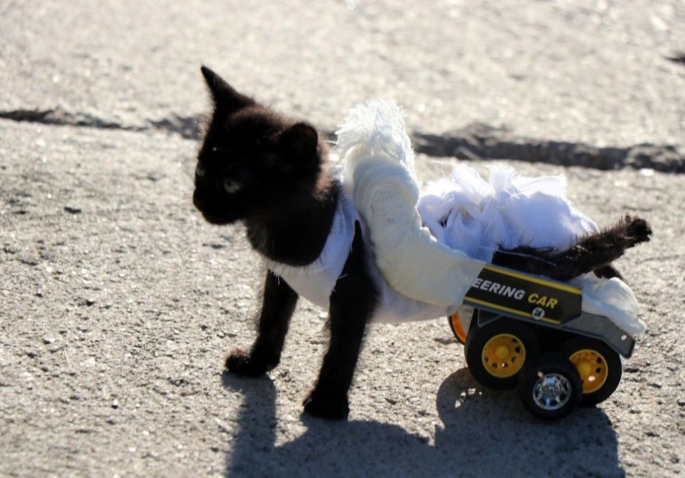 Arka bacakları tutmayan kediye oyuncak kamyondan yürüteç yapıldı galerisi resim 7