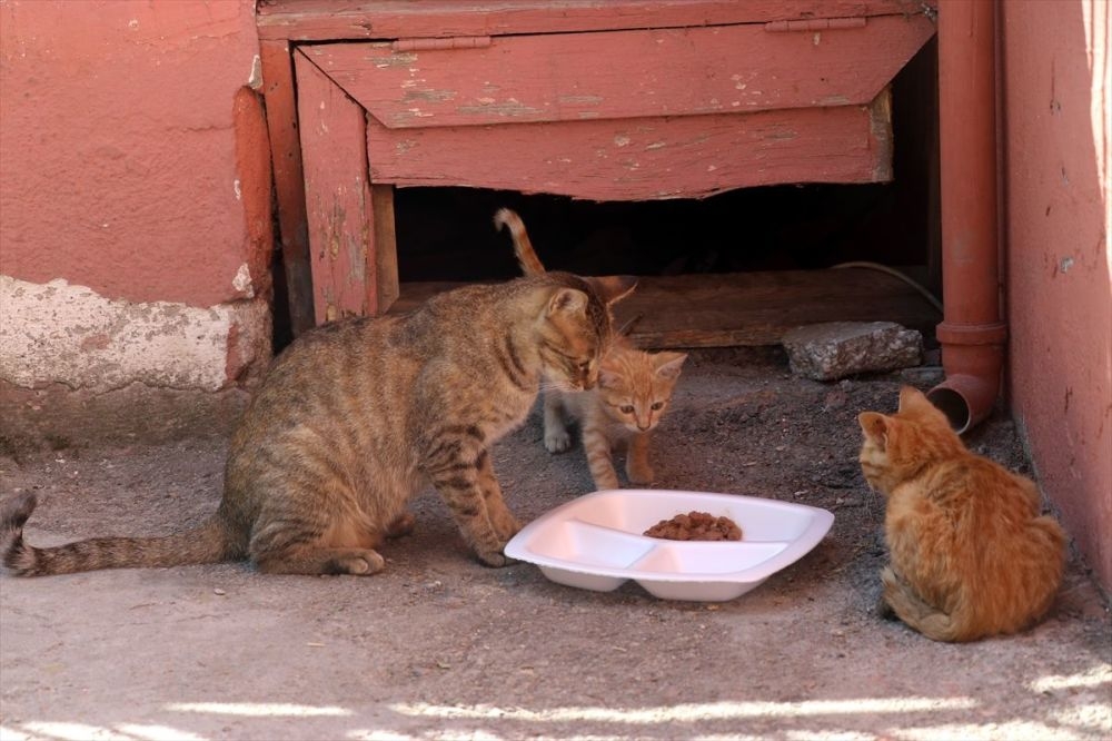 Derslere giren kedi ‘Tarçın’ teneffüslerde de yavrularıyla ilgileniyor galerisi resim 1