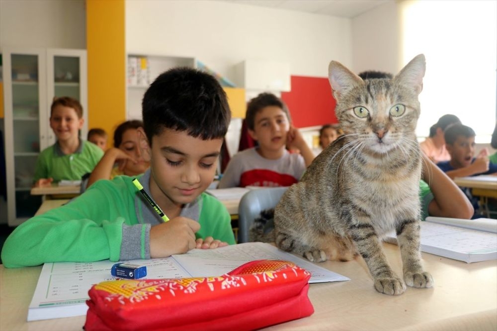 Derslere giren kedi ‘Tarçın’ teneffüslerde de yavrularıyla ilgileniyor galerisi resim 2