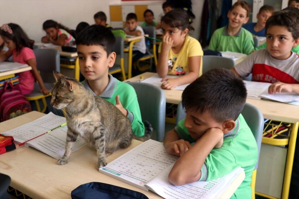 Derslere giren kedi ‘Tarçın’ teneffüslerde de yavrularıyla ilgileniyor galerisi resim 3