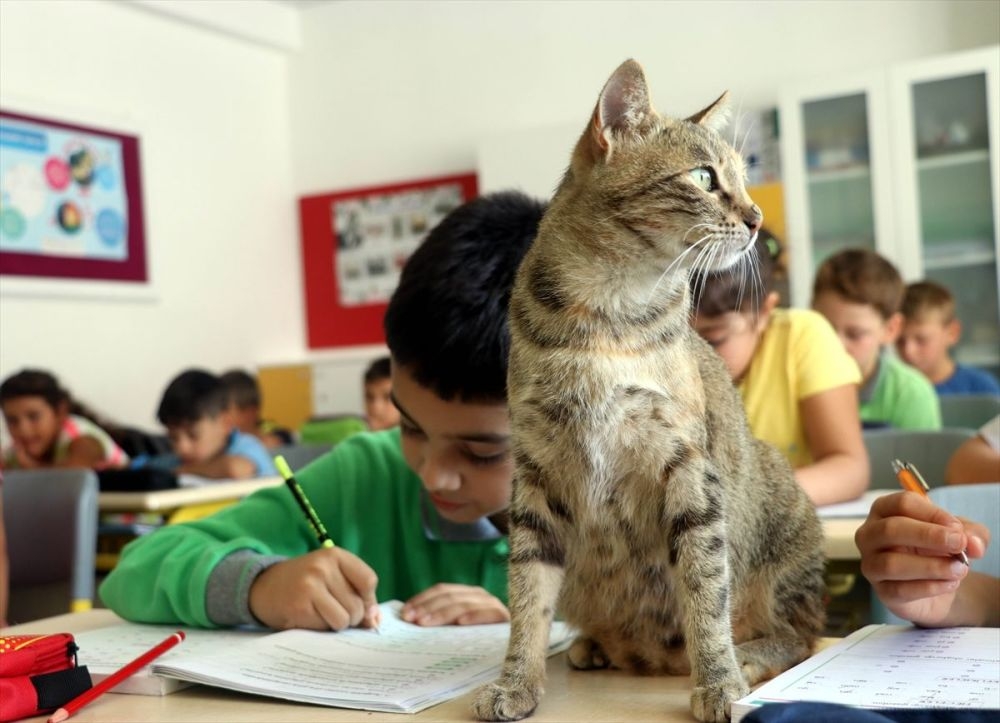 Derslere giren kedi ‘Tarçın’ teneffüslerde de yavrularıyla ilgileniyor galerisi resim 5