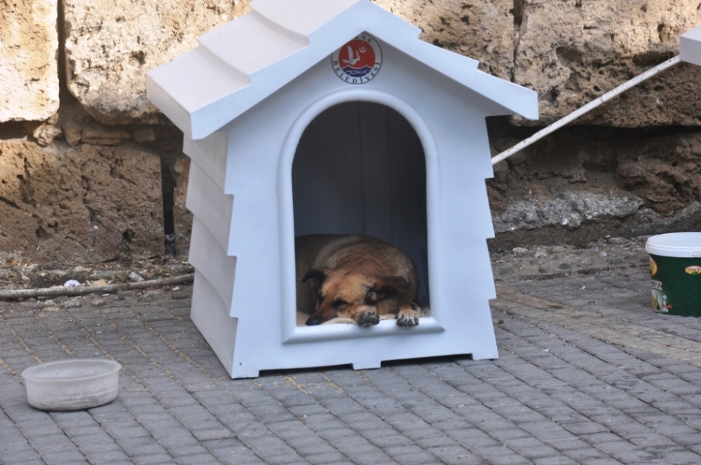 Girne Belediyesi köpeklerle ilgili çalışmalarını sürdürüyor galerisi resim 2