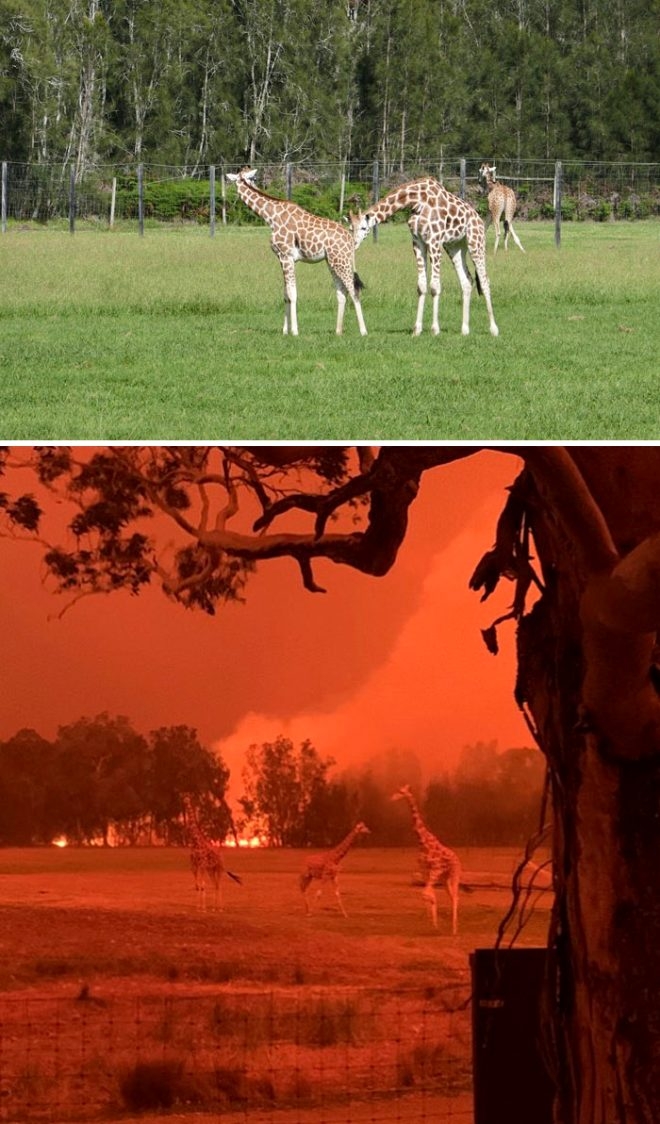 Fotoğraflarla Avustralya yangınlaın öncesi ve sonrası galerisi resim 13