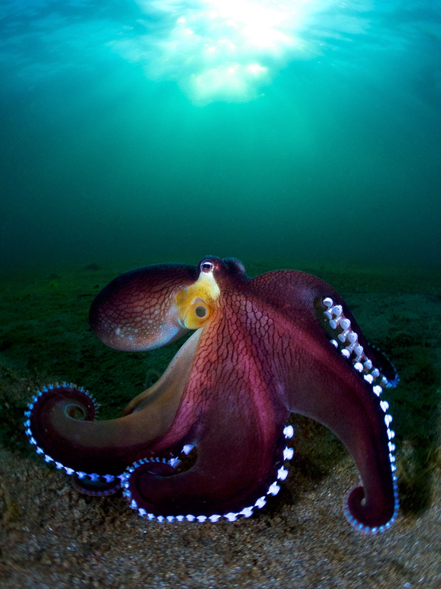 Okyanus'un altından ödüllü fotoğraflar galerisi resim 14