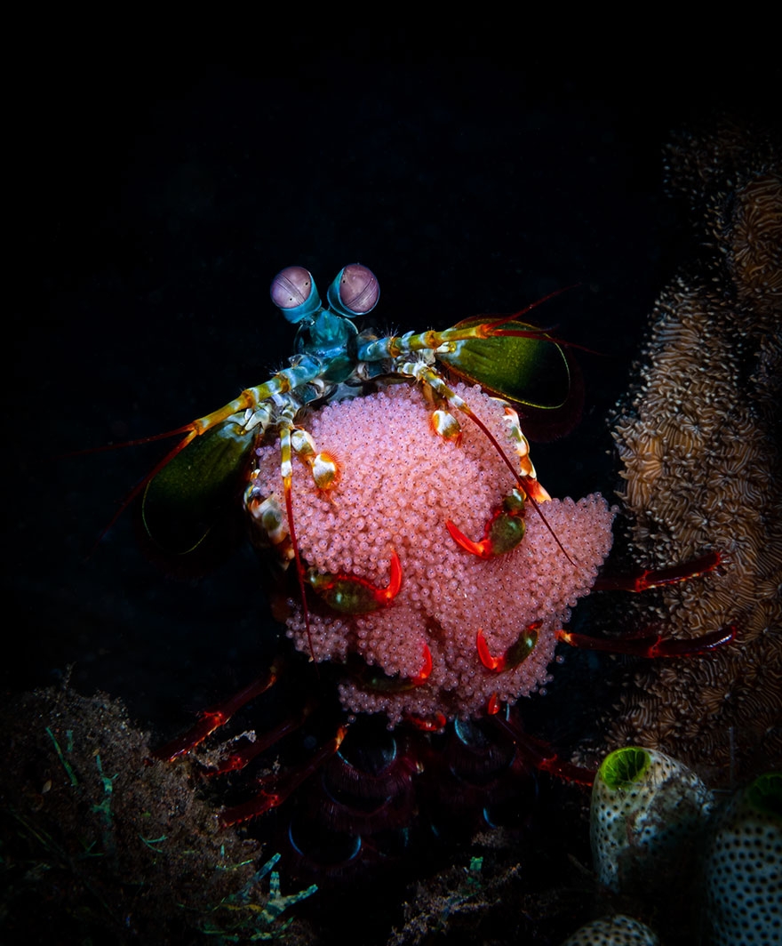 Okyanus'un altından ödüllü fotoğraflar galerisi resim 20