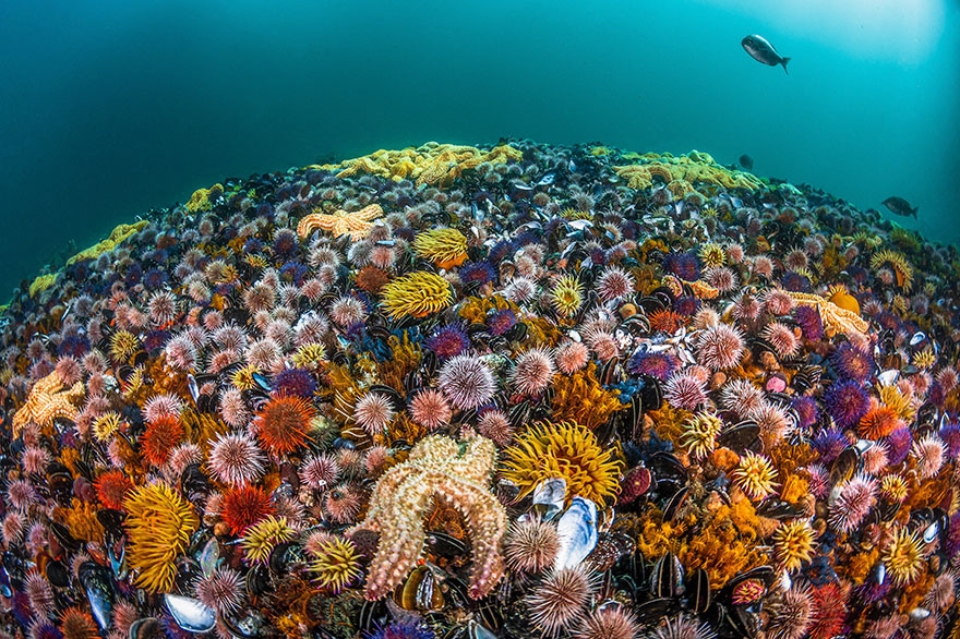 Okyanus'un altından ödüllü fotoğraflar galerisi resim 26