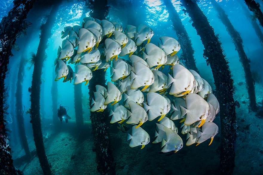 Okyanus'un altından ödüllü fotoğraflar galerisi resim 29