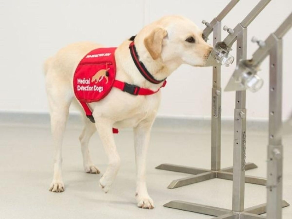 “Köpekler 6 haftalık eğitimle corona virüs hastalarını yarım saniyede te galerisi resim 1