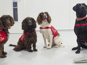 “Köpekler 6 haftalık eğitimle corona virüs hastalarını yarım saniyede te