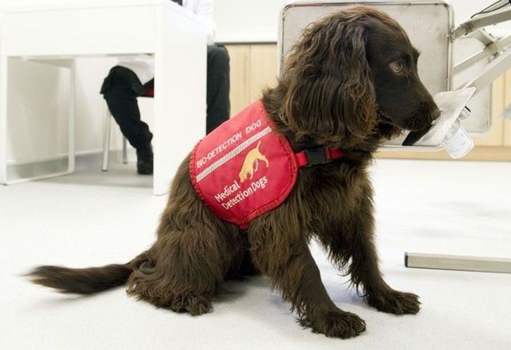 “Köpekler 6 haftalık eğitimle corona virüs hastalarını yarım saniyede te galerisi resim 2