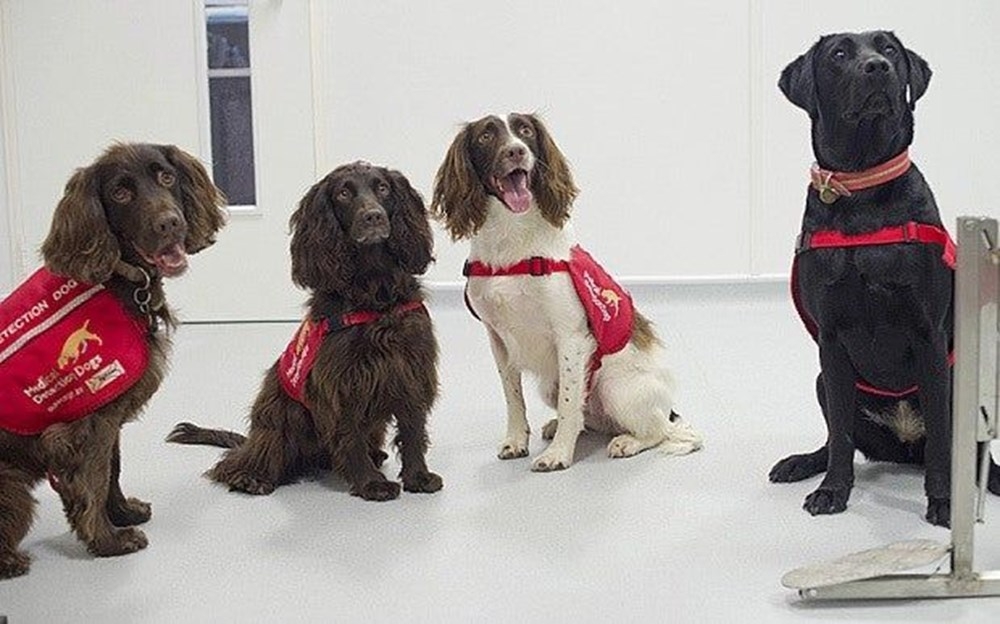 “Köpekler 6 haftalık eğitimle corona virüs hastalarını yarım saniyede te galerisi resim 3