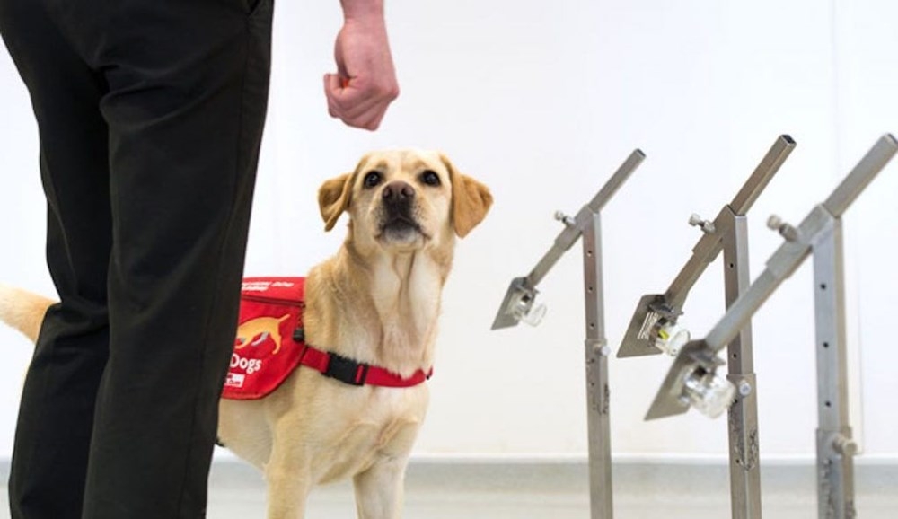 “Köpekler 6 haftalık eğitimle corona virüs hastalarını yarım saniyede te galerisi resim 4