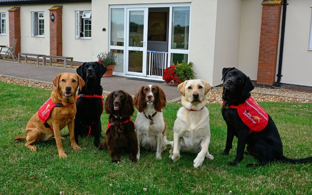 “Köpekler 6 haftalık eğitimle corona virüs hastalarını yarım saniyede te galerisi resim 8