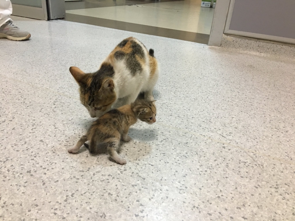 Anne kedi hasta yavrusunu acile götürdü galerisi resim 1