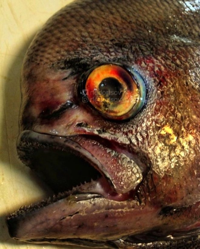 Rus balıkçının denizden çıkardığı ilginç canlılar galerisi resim 18