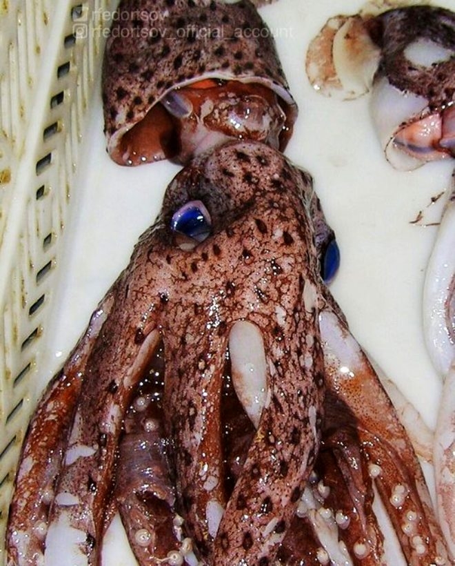 Rus balıkçının denizden çıkardığı ilginç canlılar galerisi resim 20