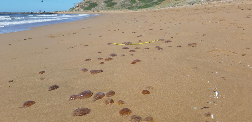 Kaplıca kıyısında binlerce zehirli Denizanası sahile vurdu galerisi resim 1