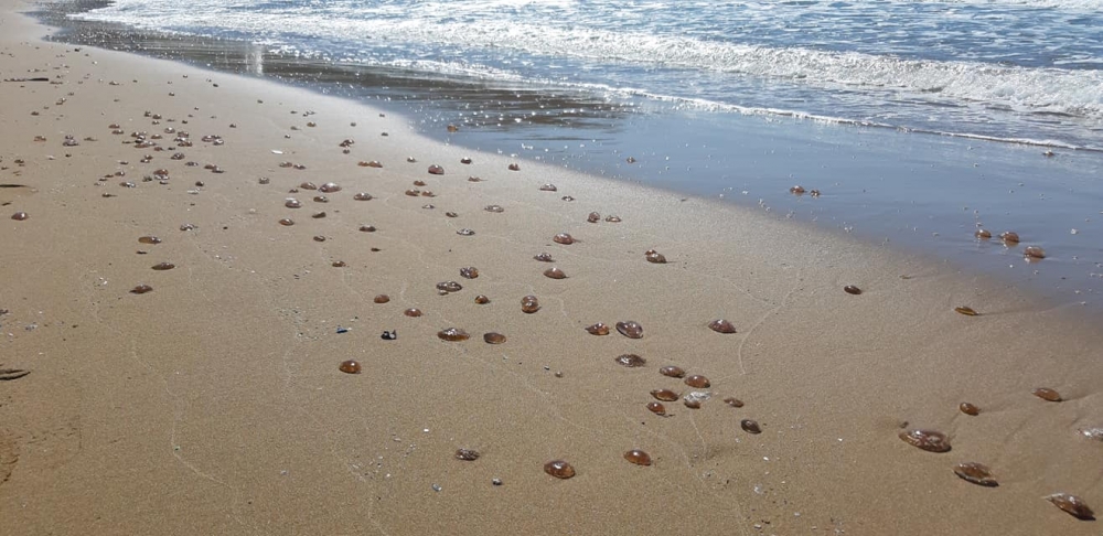 Kaplıca kıyısında binlerce zehirli Denizanası sahile vurdu galerisi resim 2
