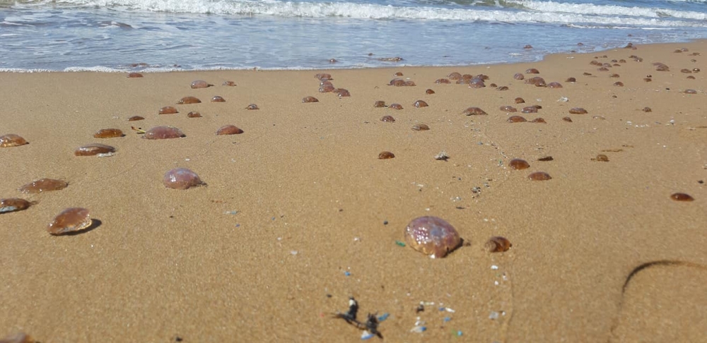Kaplıca kıyısında binlerce zehirli Denizanası sahile vurdu galerisi resim 3