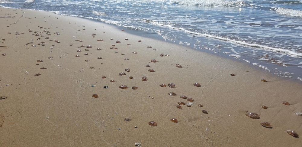 Kaplıca kıyısında binlerce zehirli Denizanası sahile vurdu galerisi resim 4