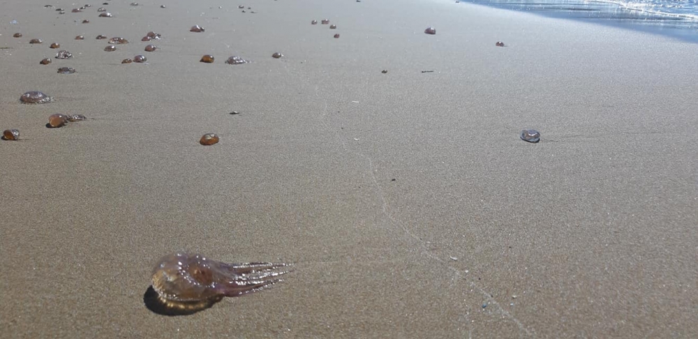 Kaplıca kıyısında binlerce zehirli Denizanası sahile vurdu galerisi resim 6