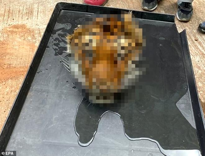 Hayvanat bahçesine baskın yapan polis, 20 kaplanın ölüsünü buldu! Bir ta galerisi resim 2