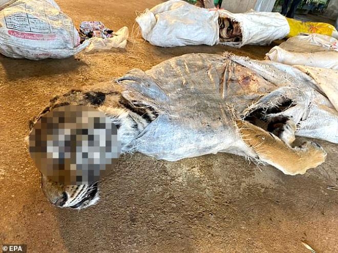Hayvanat bahçesine baskın yapan polis, 20 kaplanın ölüsünü buldu! Bir ta galerisi resim 3
