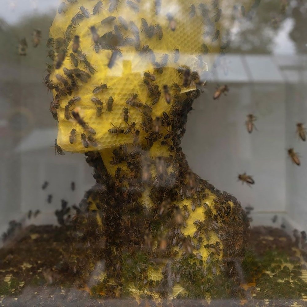 Slovak sanatçı 60 bin bal arısıyla Nefertiti büstü yaptı galerisi resim 3