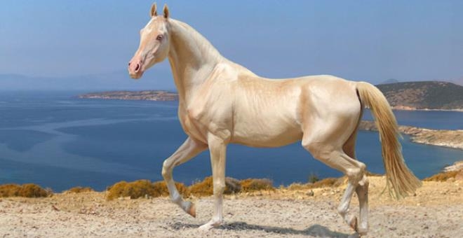 3 bin yıl önce evcilleştirilmiş dünyanın en güzel Türkmen Atı: Ahal Teke galerisi resim 1