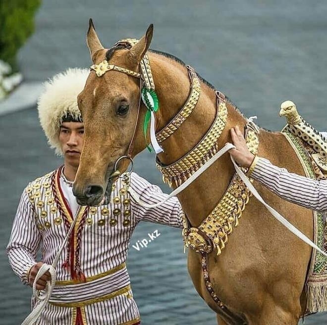 3 bin yıl önce evcilleştirilmiş dünyanın en güzel Türkmen Atı: Ahal Teke galerisi resim 13