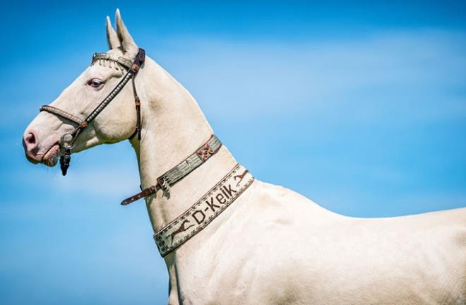 3 bin yıl önce evcilleştirilmiş dünyanın en güzel Türkmen Atı: Ahal Teke galerisi resim 2