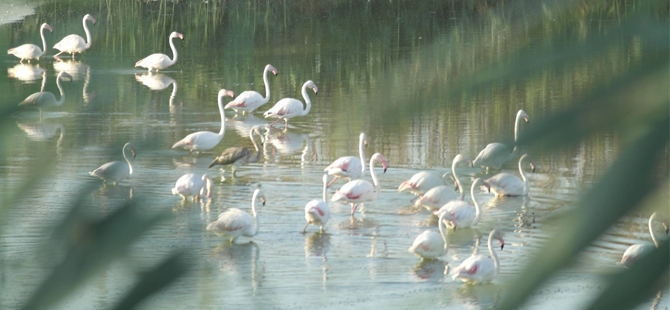 Flamingolar Haspolat'ı ziyaret etti... galerisi resim 1