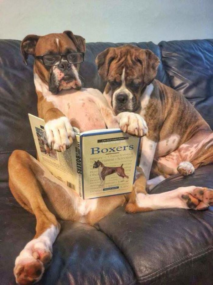 Dünyanın en garip köpek cinsi: Boksörler galerisi resim 30