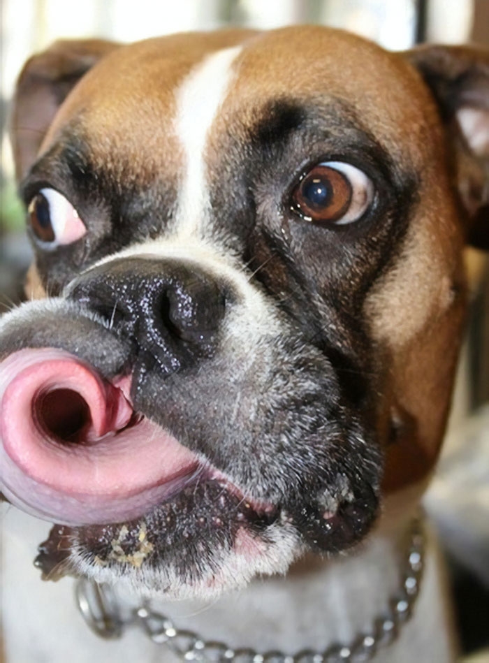 Dünyanın en garip köpek cinsi: Boksörler galerisi resim 93