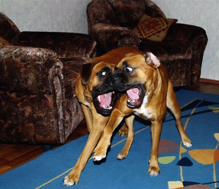 Dünyanın en garip köpek cinsi: Boksörler galerisi resim 94