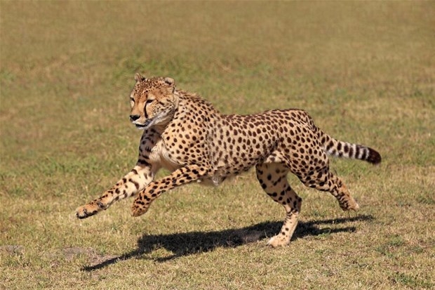 Dünyanın en hızlı hayvanları galerisi resim 8